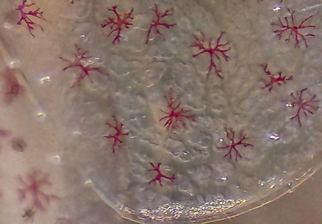 Un minuscolo abitante degli scogli: anatomia e biologia di un anfipode marino
